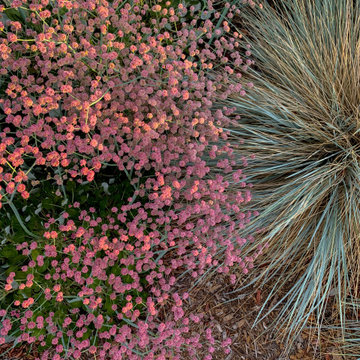 California Native Garden and Bioswale