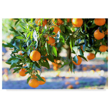 Incredi 'Citrus Oranges' Canvas Art, 47"x30"