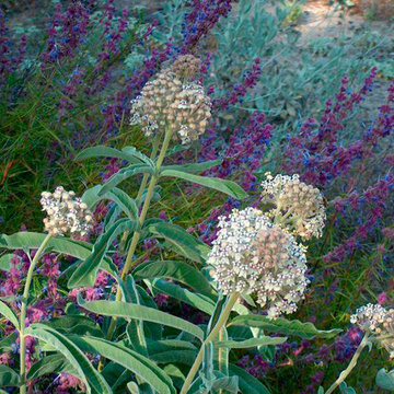 Indian milkweed and wooly blue curls