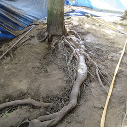 Root Care - Products