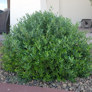 Olea europaea 'Montra'_ Little Ollie Dwarf Olive