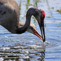 Wetlands Photographs - Photographs
