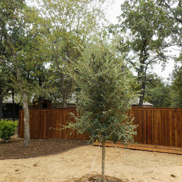Evergreen Trees & Shrubs