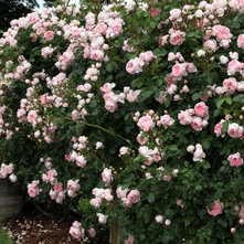 Rose Cinderella® (in a large container)
