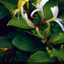 Garden Plants