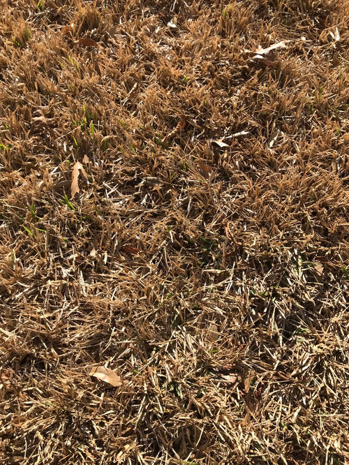 Is my st augustine lawn dead or just dormant?