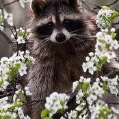 Foto de Emily Lenker-Houdeshell
