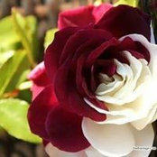 محمد فاروق ابو رده's photo