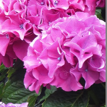 Hydrangea Festival Contest