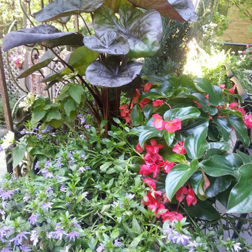 Summer Annuals