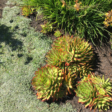 Succulents and Companion Plants