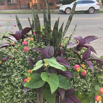 Container Plantings for color