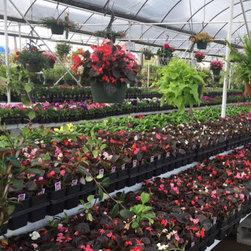 Spring Flowers, trees and shrubs. - Products