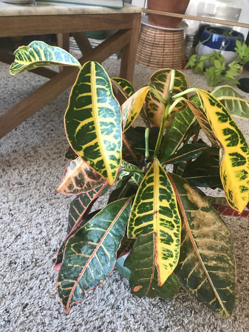 Croton Drooping