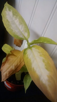 feather plant Floating Plant: Parrot's Feather – Grassland Aquatics