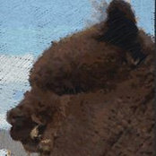 Ruth Goodfellow's photo