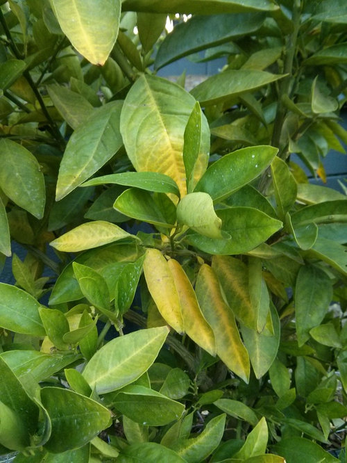 New Citrus Trees Need Advice To Cure Yellowing   Eaf11dd907a96c9a 1189 W500 H666 B0 P0   