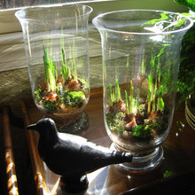 Houseplants