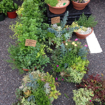 Fairy Gardens, Terrariums & Succulents