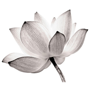 Gray Floral Wall Art - Lotus Flower Tinted Nature Photo Print, 8" X 10"