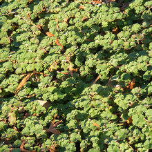 plants