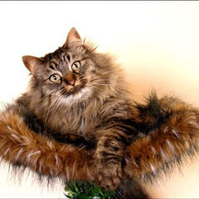 Catz and other petz