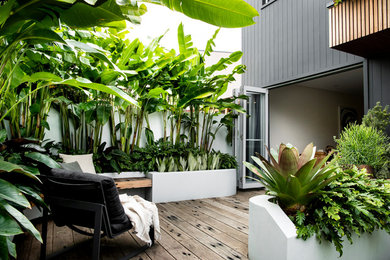 Photo of a small tropical backyard full sun garden in Sydney with a retaining wall and decking.