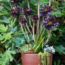 Planter ideas