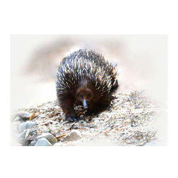 Short Beaked Echidna - Fine Art Prints