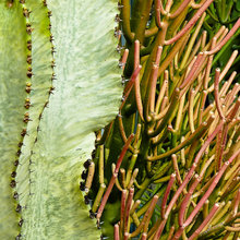 Succulant