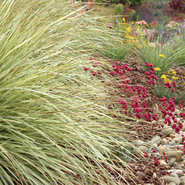 Arresting Dunes - Coastal Gem Garden