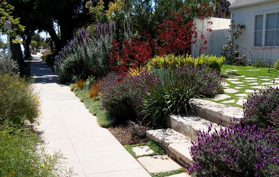Stop Fighting the Patchy Lawn!
