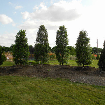 Row of Eagleston Hollies and Spartan Junipers