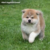 Inga Sinditskaya's photo