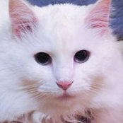 Foto von Mari McFadden