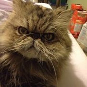 Maggie Smith's photo