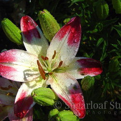 Lilies - Home Decor