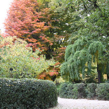 Trees