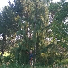 WeepCypress4