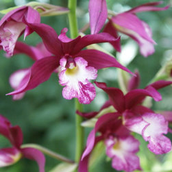 orchids - Products