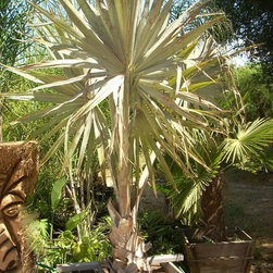 Nursery Products - Outdoor Pots And Planters