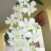 Foto von Bertha Darius