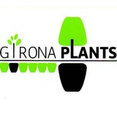 Foto de perfil de GIRONA PLANTS
