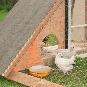 Chicken Coop