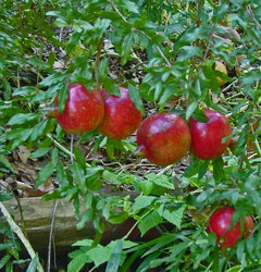 Hardy Pomegranate