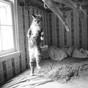 Penelope Johnsons foto