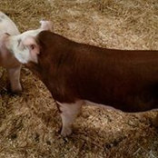 Michelle Spitzer's photo