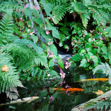 Woodland garden 1