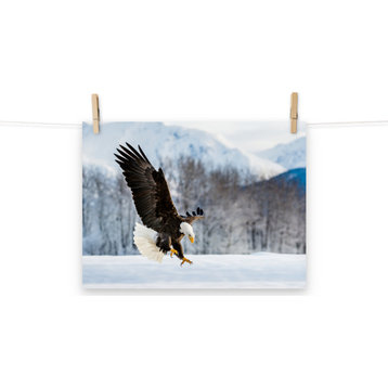 Adult Bald Eagle Alaskan Winter Animal Wildlife Photograph Loose Wall Art Print, 12" X 16"