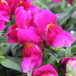 Gallery - Gardening And Lawn Care